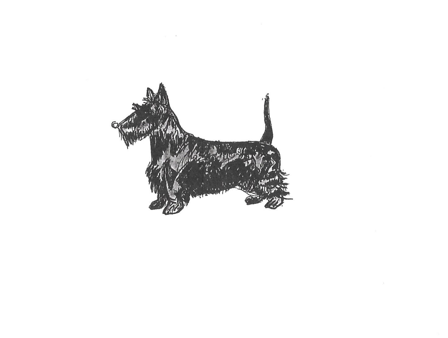 Betty Kimble Cards - Dogs and Cats