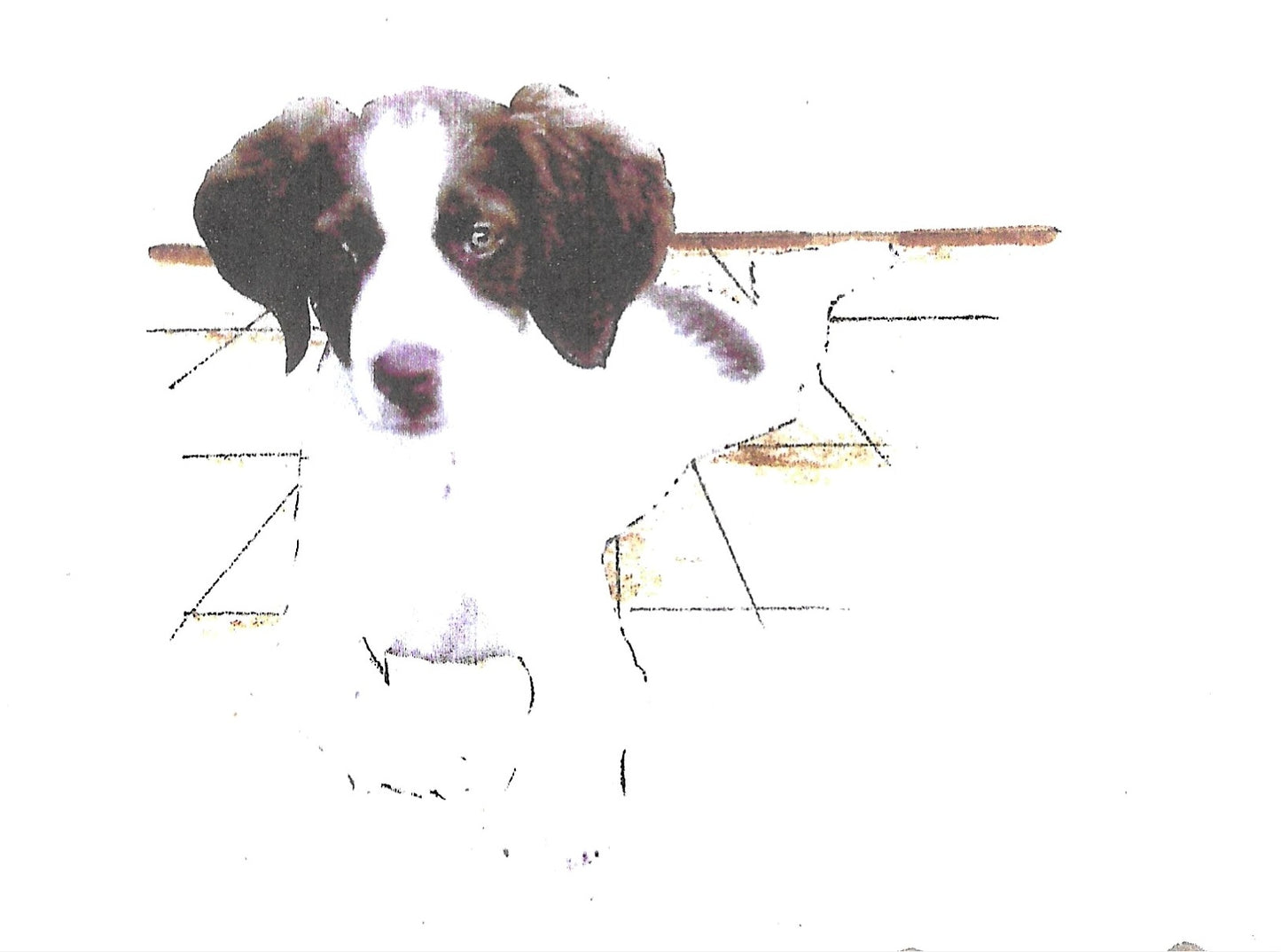 Betty Kimble Cards - Dogs and Cats