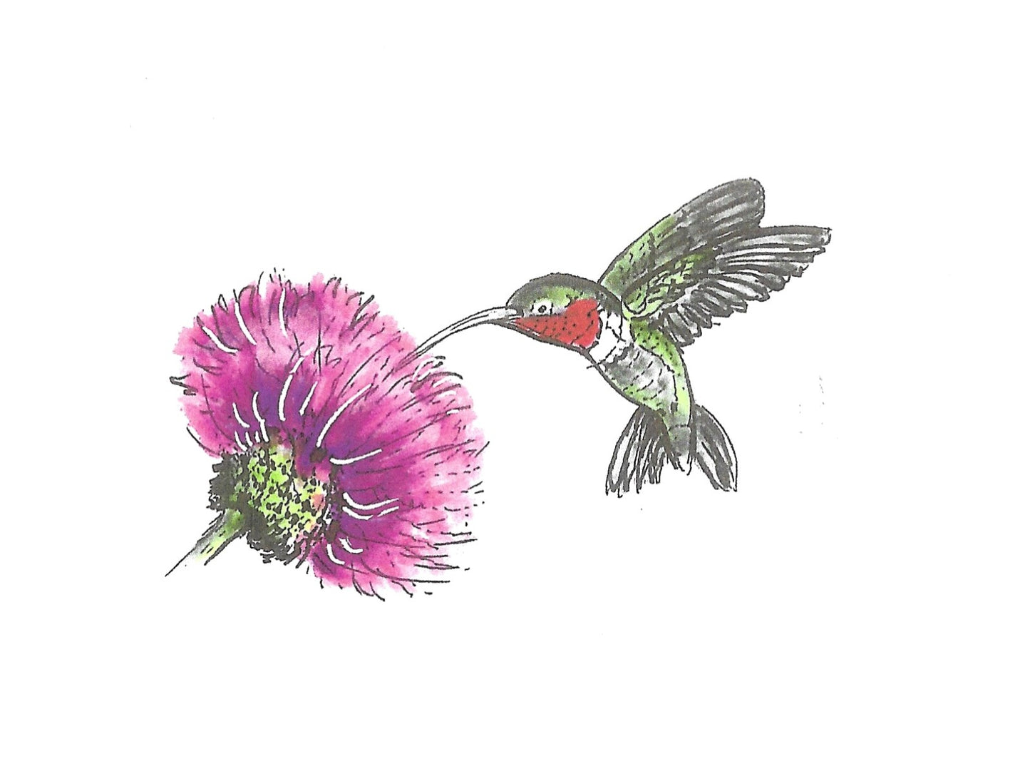 Betty Kimble Cards - Reptiles, Birds, Fish, Mammals and Insects