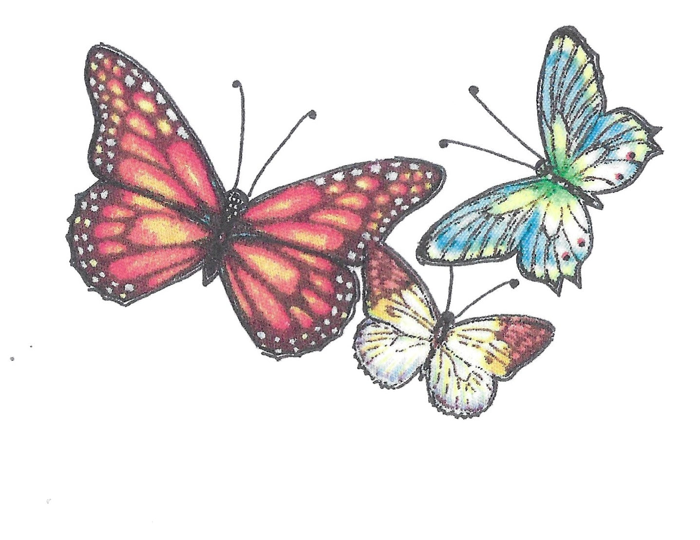 Betty Kimble Cards - Reptiles, Birds, Fish, Mammals and Insects