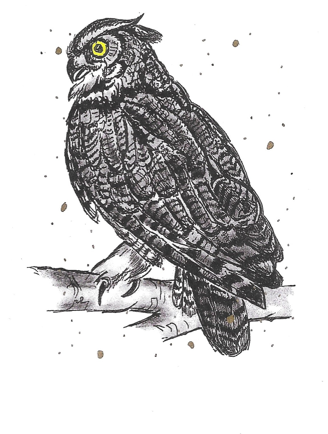 Betty Kimble Cards - Reptiles, Birds, Fish, Mammals and Insects