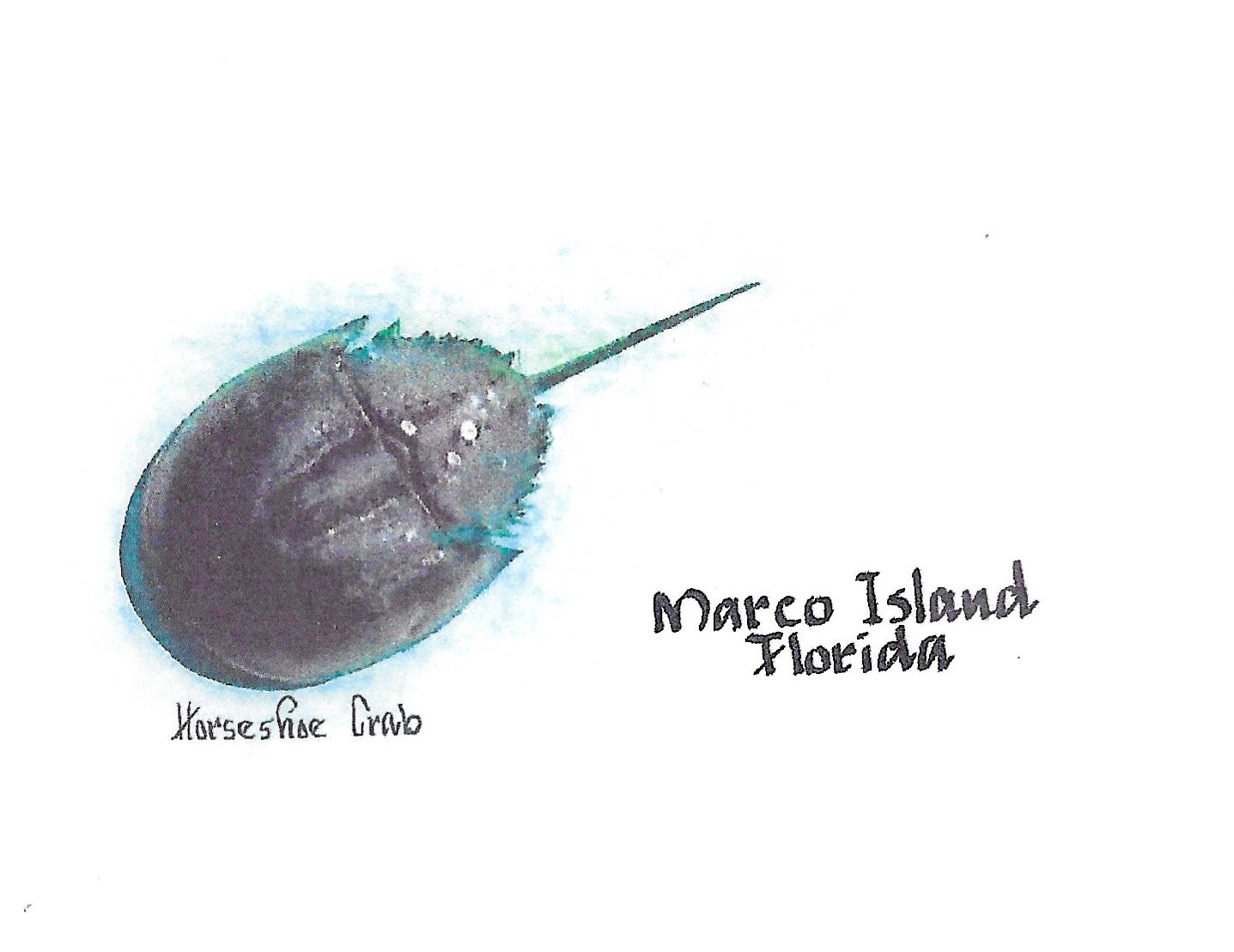 Betty Kimble Cards - Marco Island Inspired